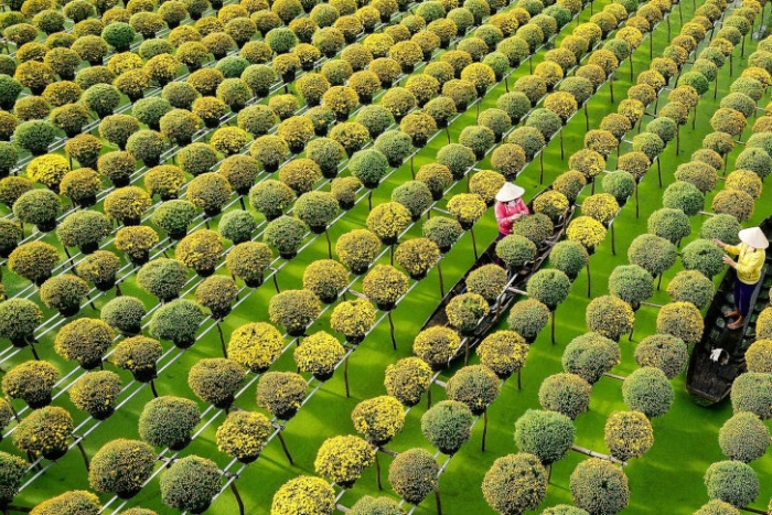 Spring atmosphere makes Sa Dec flower village vibrant